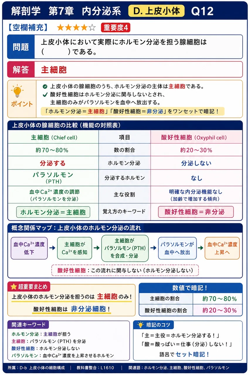 上皮小体において実際にホルモン分泌を担う腺細胞は( )である。 解説図