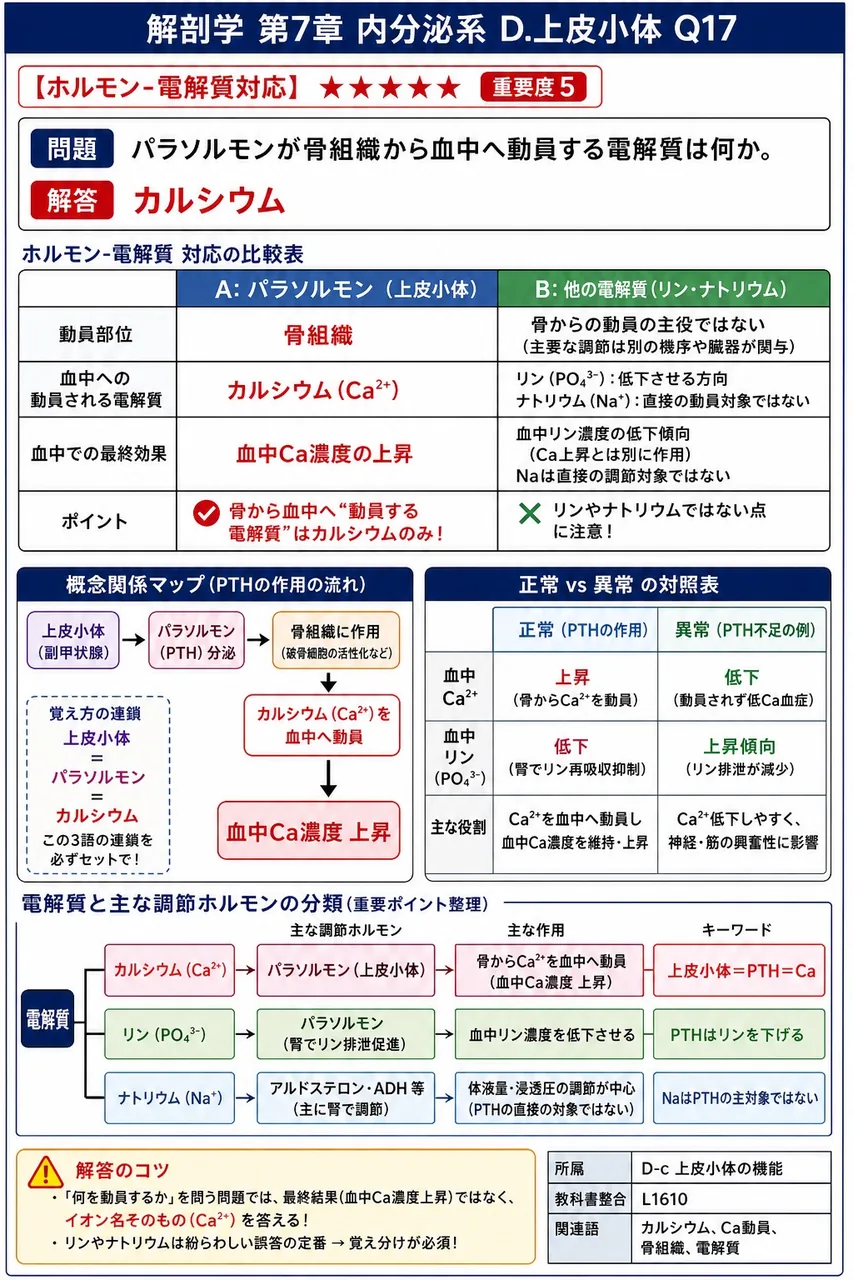 パラソルモンが骨組織から血中へ動員する電解質は何か。 解説図