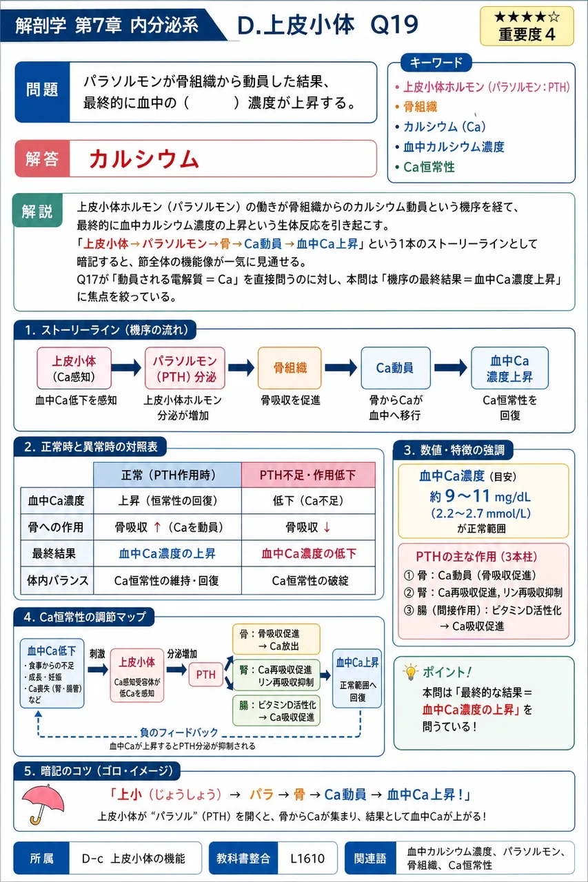 パラソルモンが骨組織から動員した結果、最終的に血中の( )濃度が上昇する。 解説図