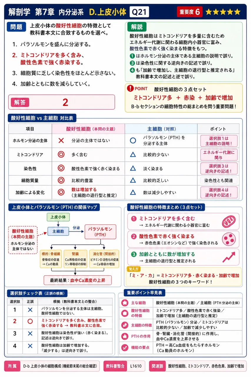 上皮小体の酸好性細胞の特徴として教科書本文に合致するものを選べ。 解説図