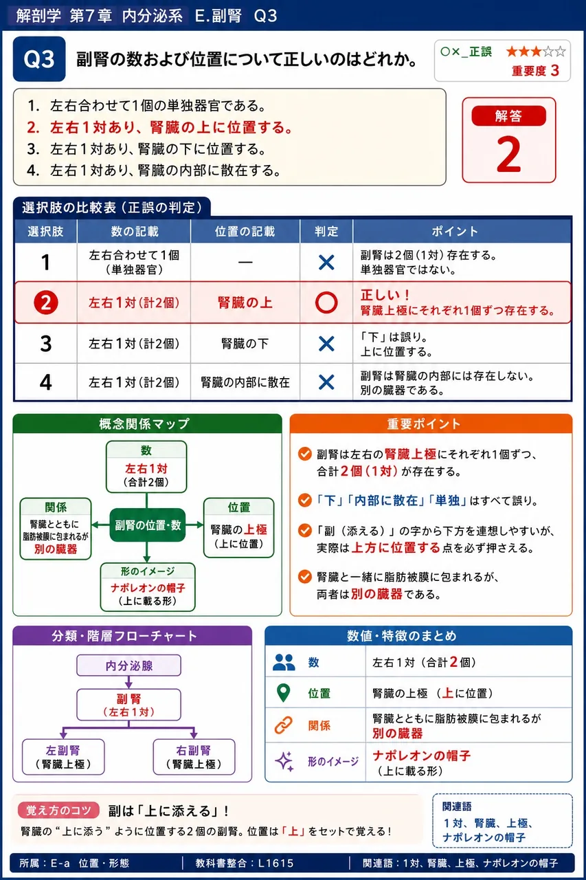 副腎の数および位置について正しいのはどれか。 解説図
