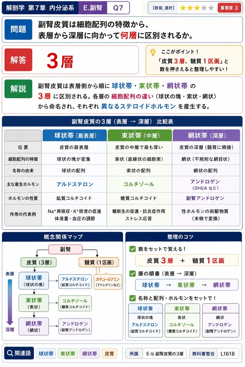 副腎皮質は細胞配列の特徴から、表層から深層に向かって何層に区別されるか。 解説図