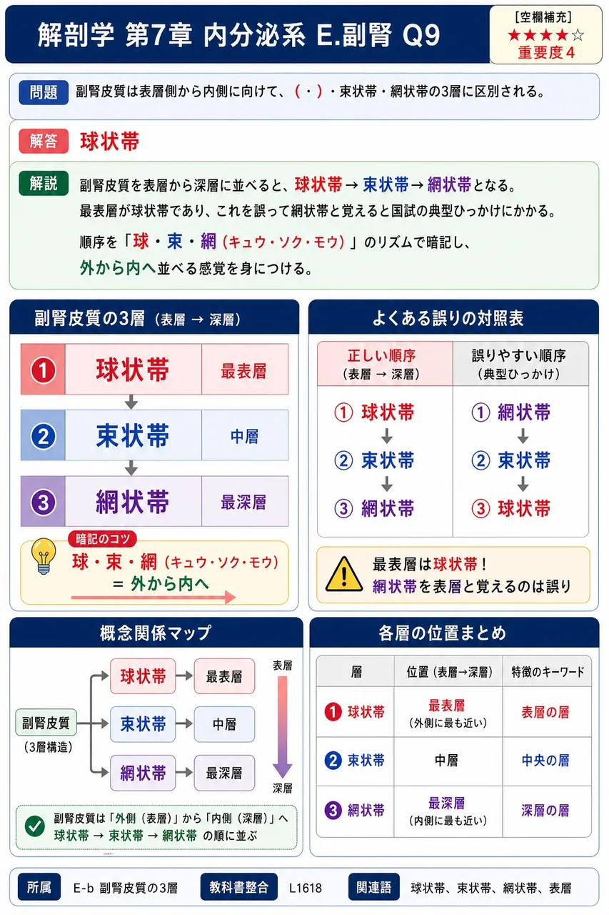 副腎皮質は表層側から内側に向けて、( )・束状帯・網状帯の3層に区別される。 解説図