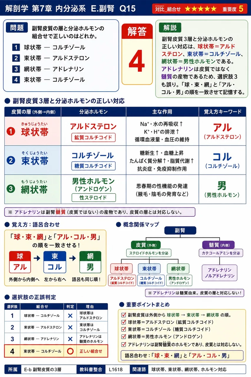 副腎皮質の層と分泌ホルモンの組合せで正しいのはどれか。 解説図