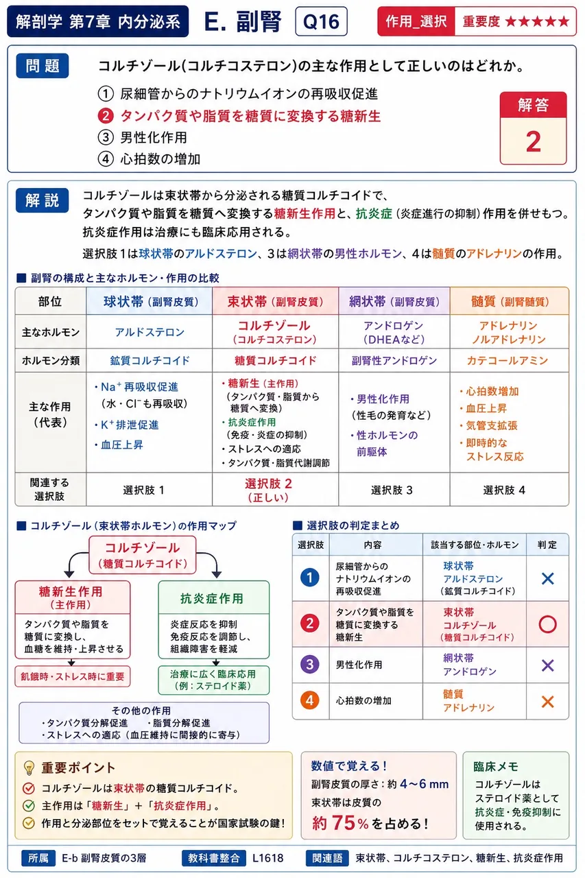 コルチゾール(コルチコステロン)の主な作用として正しいのはどれか。 解説図
