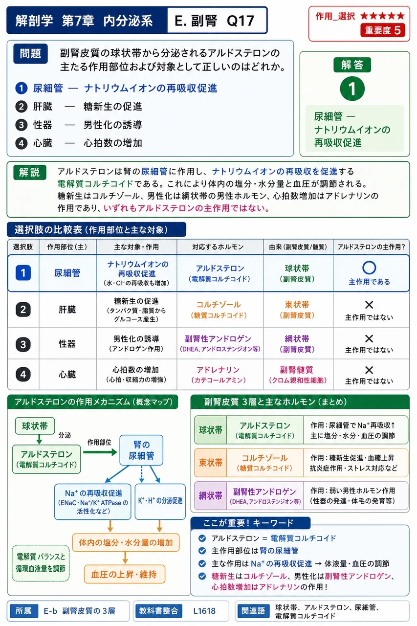 副腎皮質の球状帯から分泌されるアルドステロンの主たる作用部位および対象として正しいのはどれか。 解説図