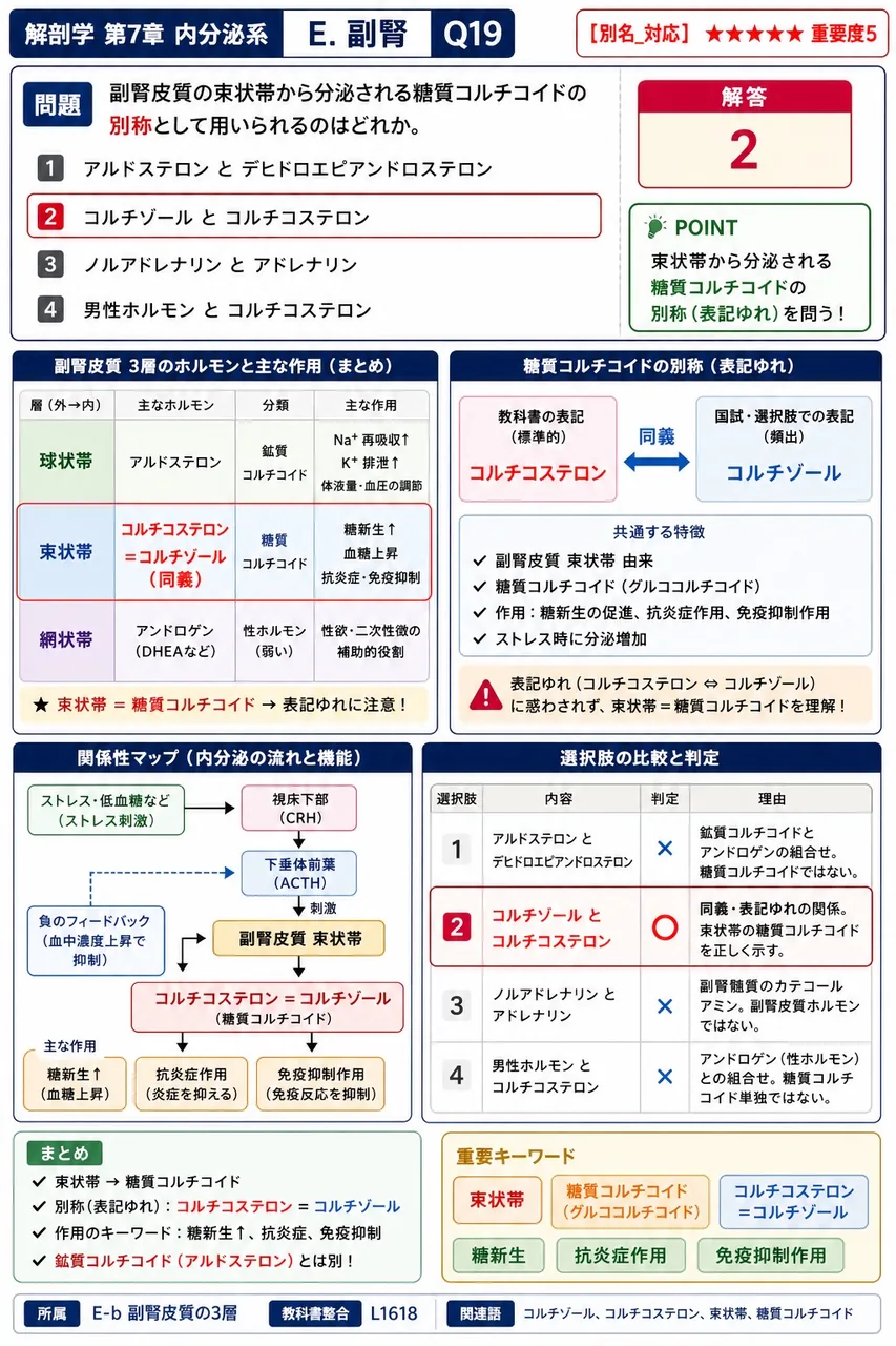 副腎皮質の束状帯から分泌される糖質コルチコイドの別称として用いられるのはどれか。 解説図