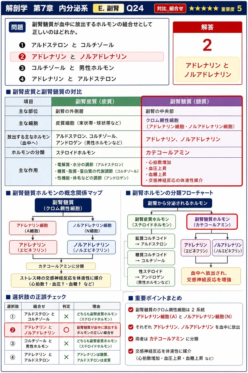副腎髄質が血中に放出するホルモンの組合せとして正しいのはどれか。 解説図