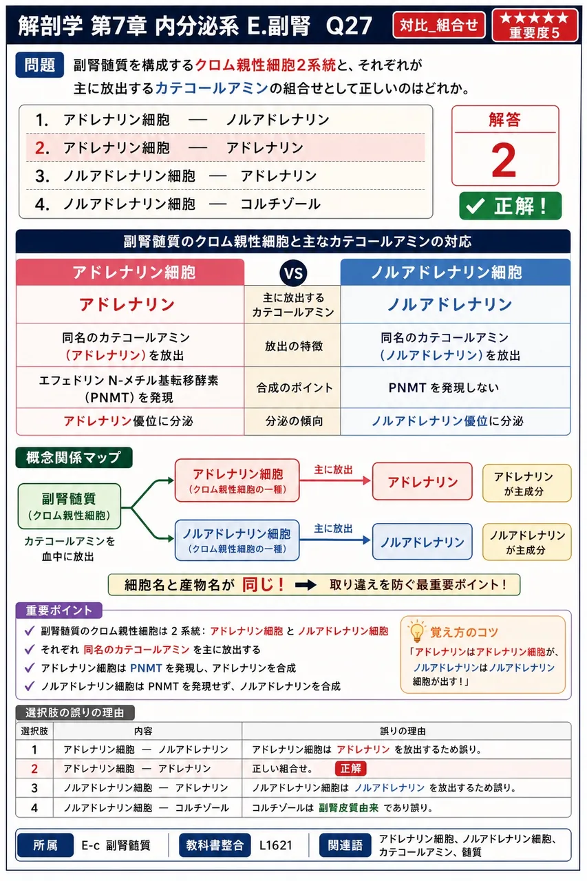 副腎髄質を構成するクロム親性細胞2系統と、それぞれが主に放出するカテコールアミンの組合せとして正しいのはどれか。 解説図