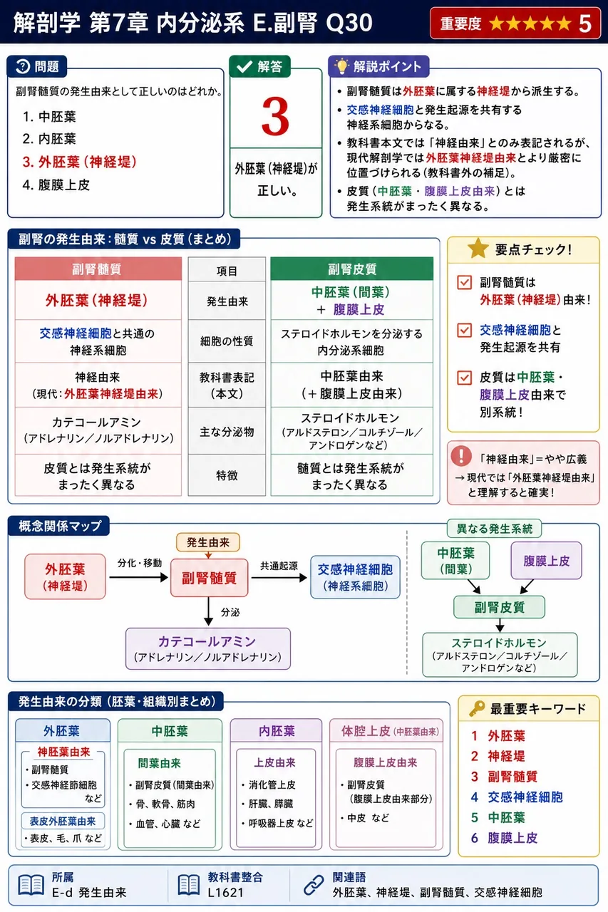 副腎髄質の発生由来として正しいのはどれか。 解説図