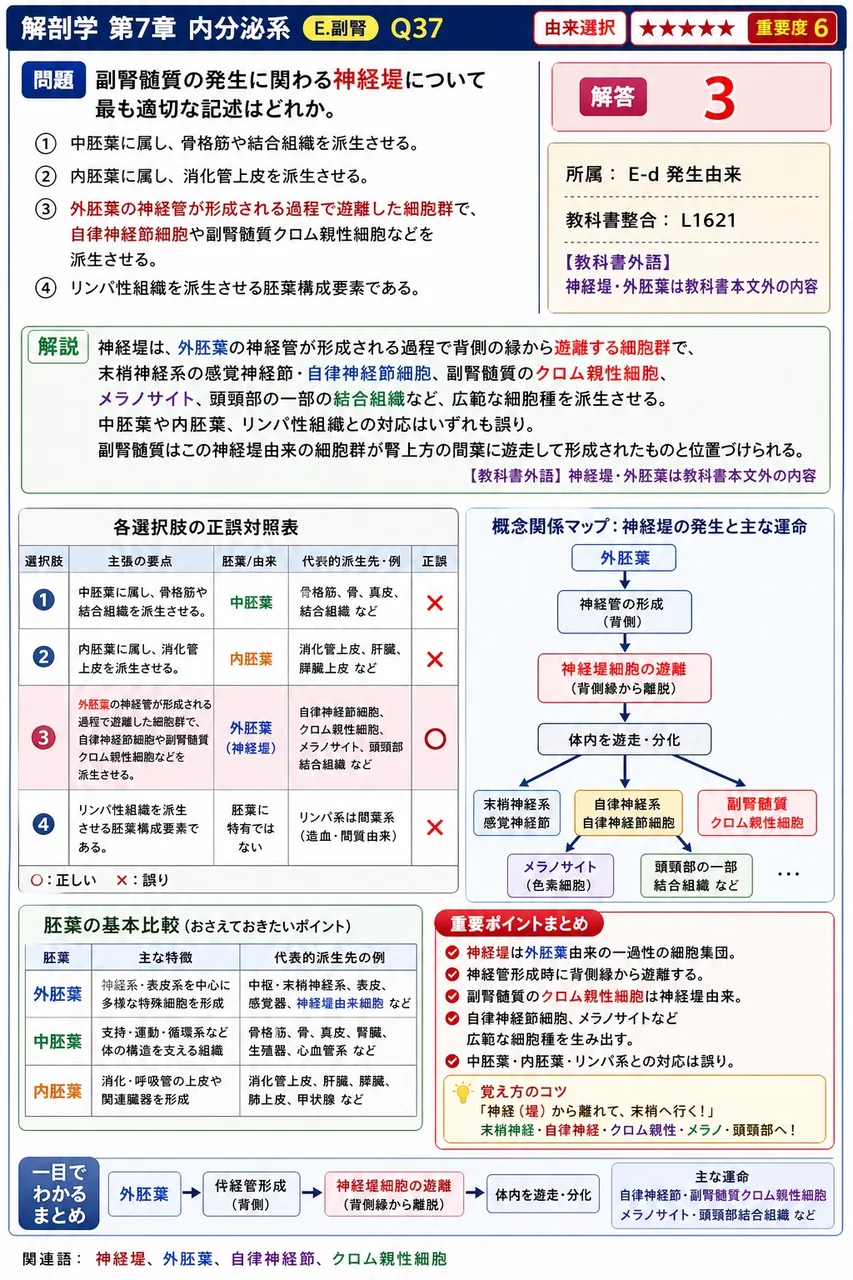 副腎髄質の発生に関わる神経堤について最も適切な記述はどれか。 解説図
