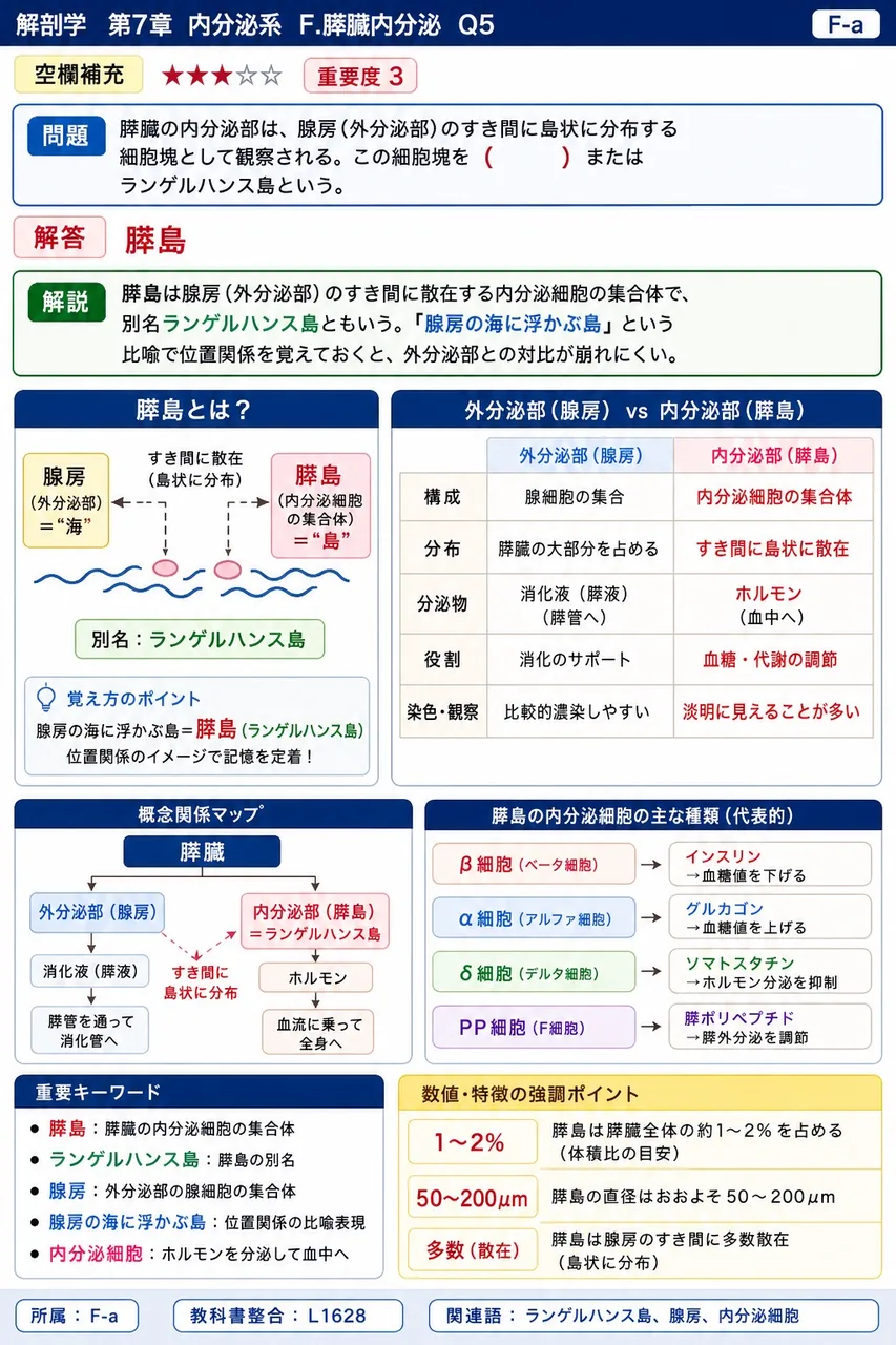 膵臓の内分泌部は、腺房（外分泌部）のすき間に島状に分布する細胞塊として観察される。この細胞塊を（ ）またはランゲルハンス島という。 解説図