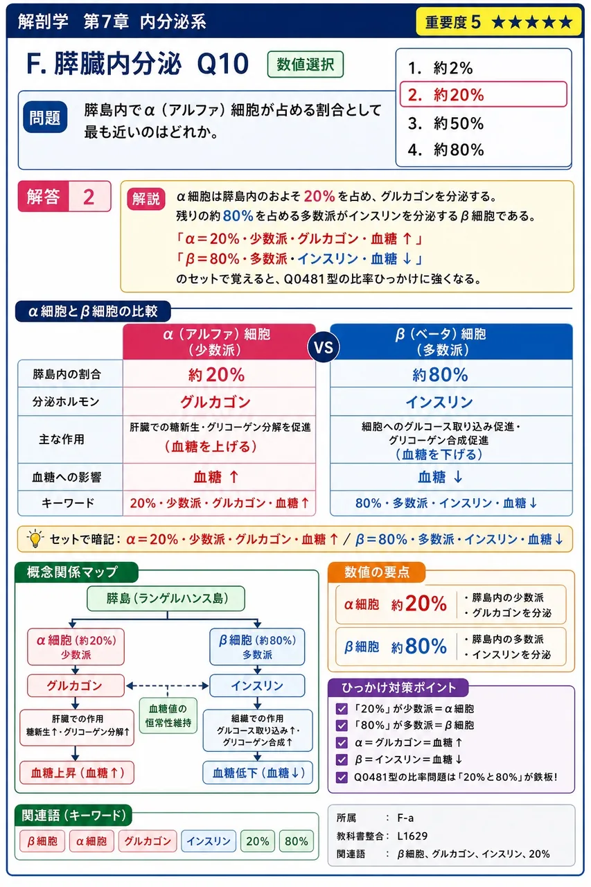 膵島内でα（アルファ）細胞が占める割合として最も近いのはどれか。 解説図