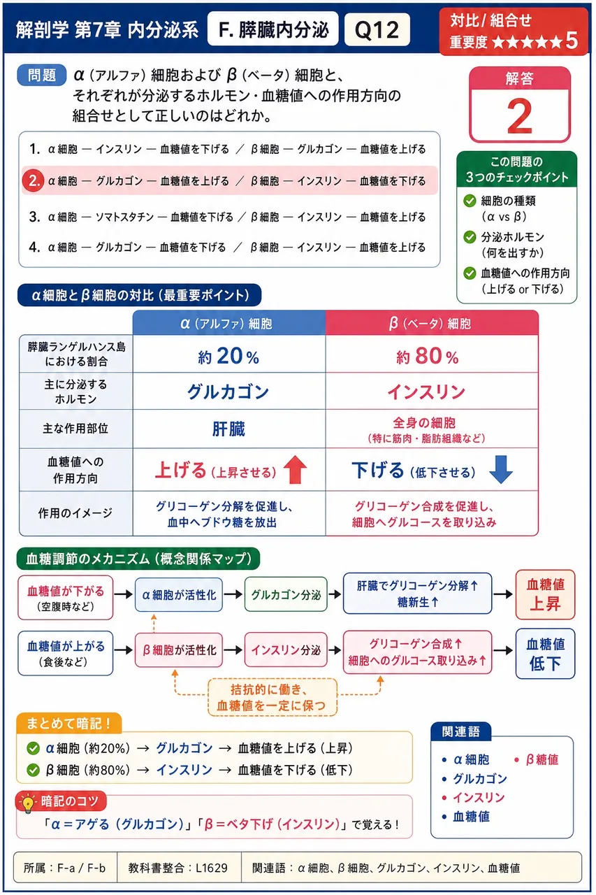 α(アルファ)細胞および β(ベータ)細胞と、それぞれが分泌するホルモン・血糖値への作用方向の組合せとして正しいのはどれか。 解説図