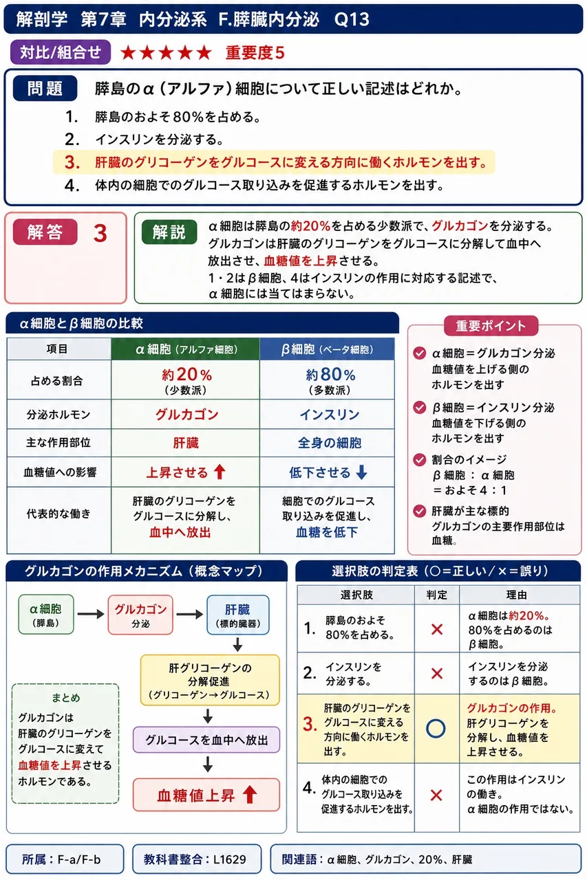 膵島のα（アルファ）細胞について正しい記述はどれか。 解説図
