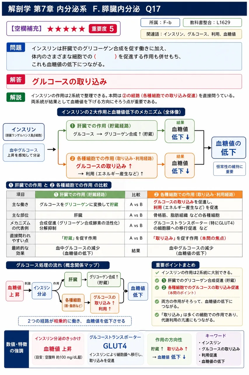 インスリンは肝臓でのグリコーゲン合成を促す働きに加え、体内のさまざまな細胞での( )を促進する作用も併せもち、これも血糖値の低下につながる。 解説図