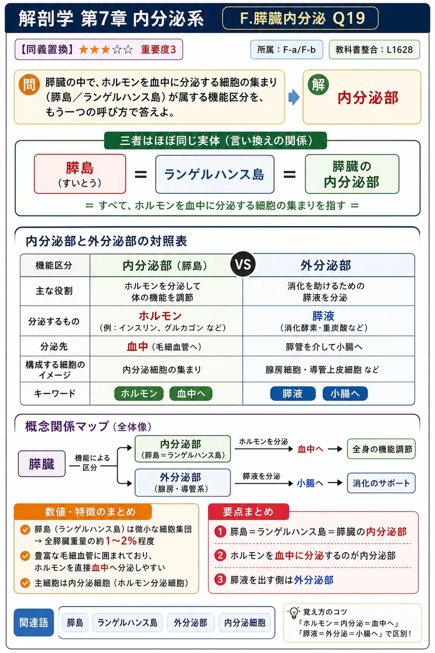 膵臓の中で、ホルモンを血中に分泌する細胞の集まり(膵島/ランゲルハンス島)が属する機能区分を、もう一つの呼び方で答えよ。 解説図