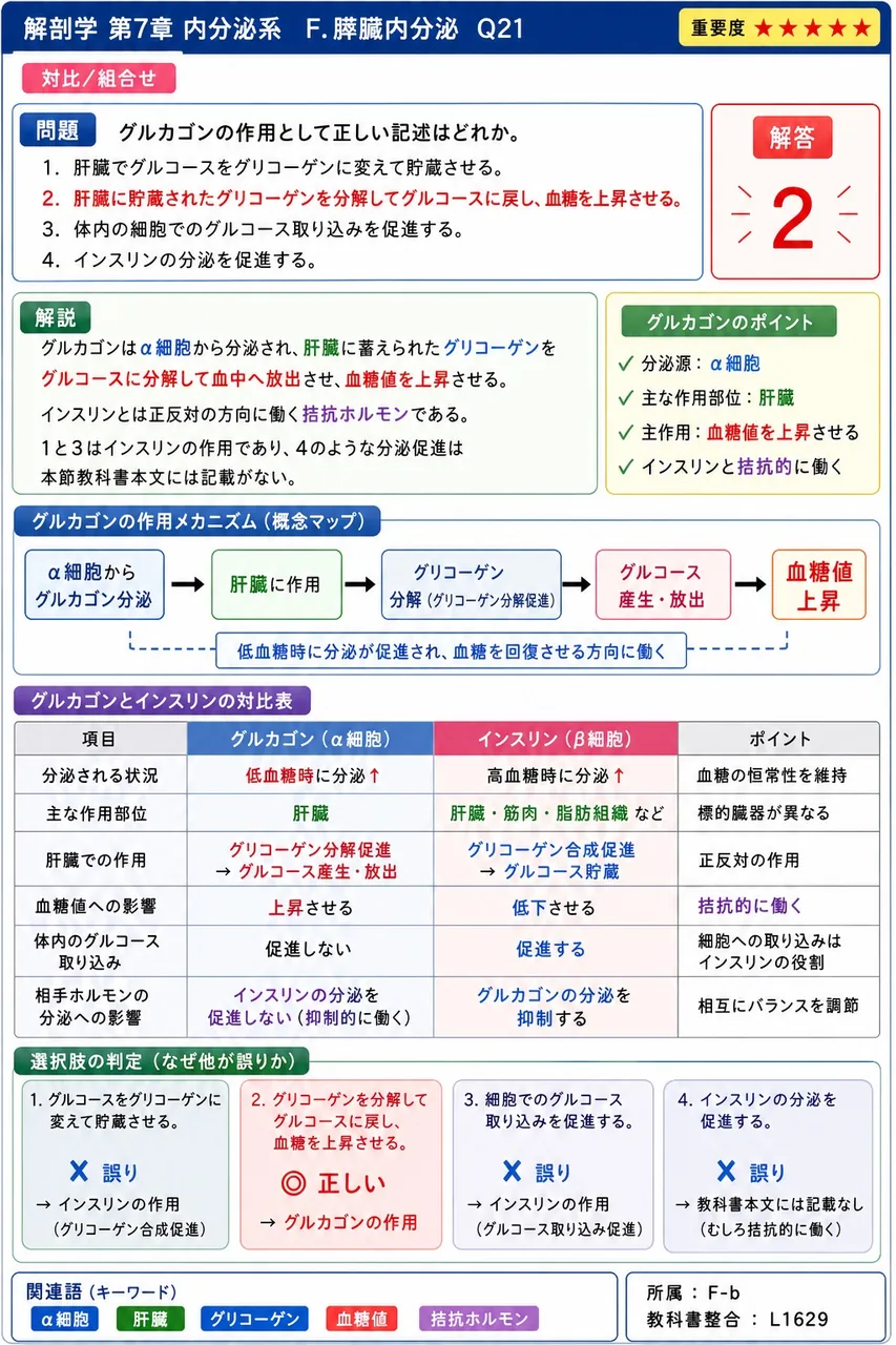 グルカゴンの作用として正しい記述はどれか。 解説図