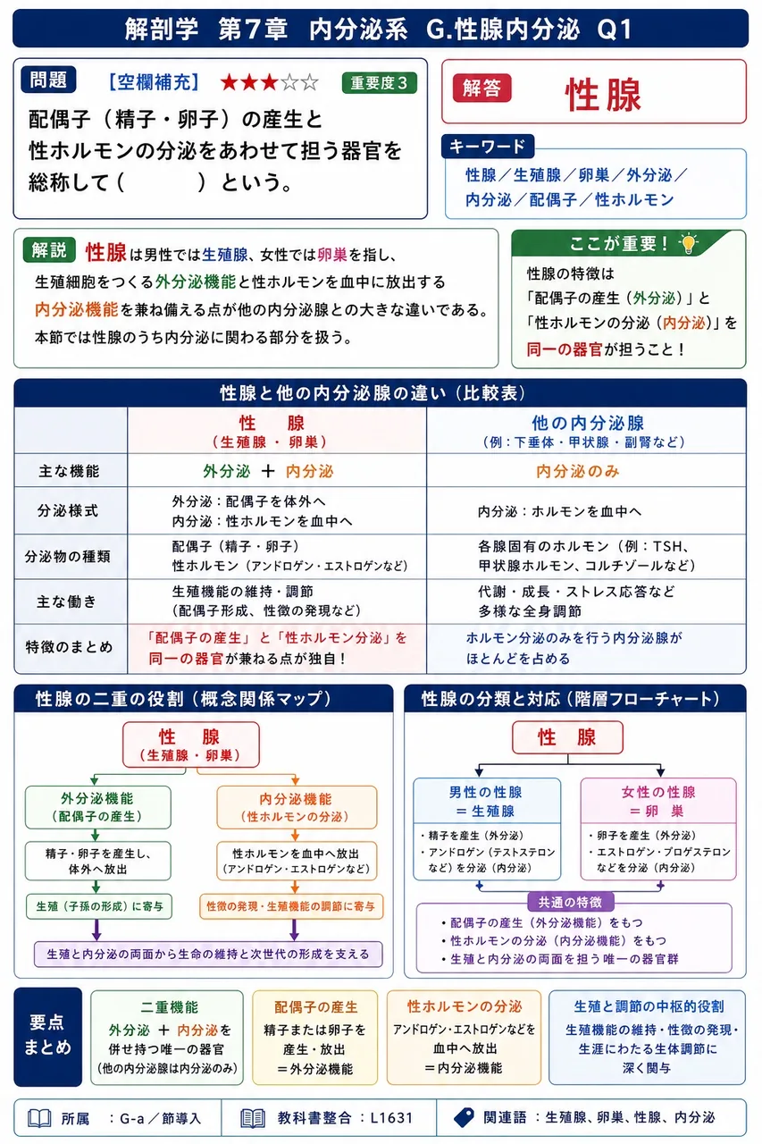 配偶子(精子・卵子)の産生と性ホルモンの分泌をあわせて担う器官を総称して( )という。 解説図