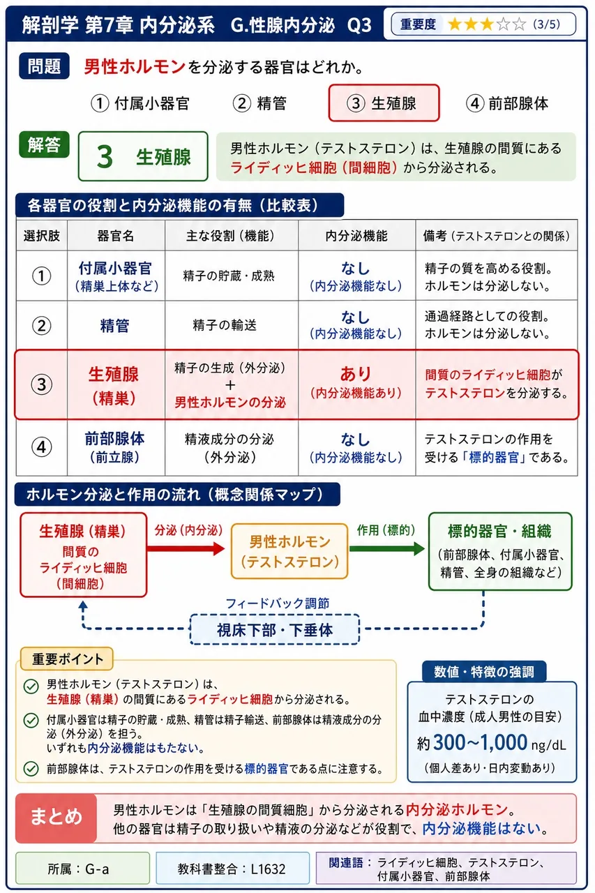 男性ホルモンを分泌する器官はどれか。 解説図