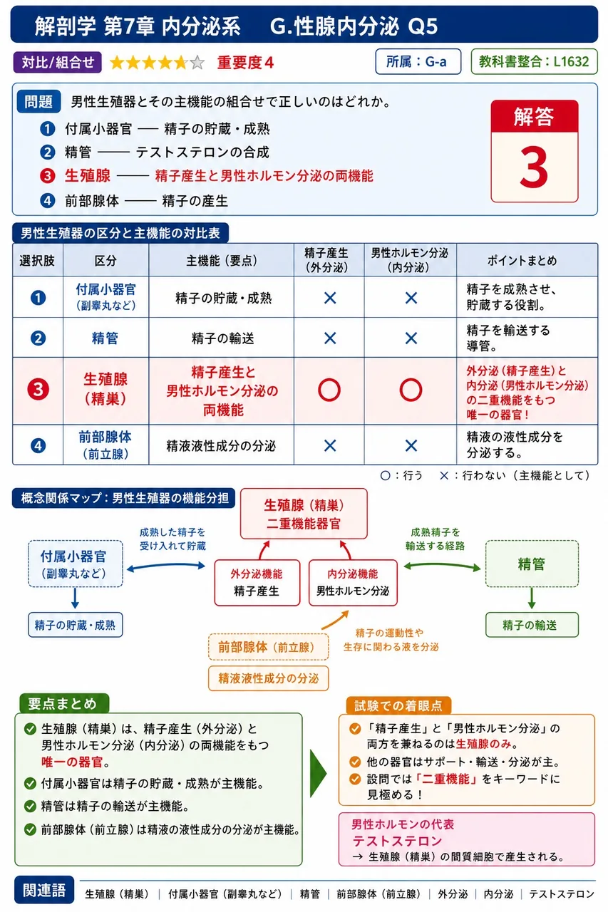 男性生殖器とその主機能の組合せで正しいのはどれか。 解説図