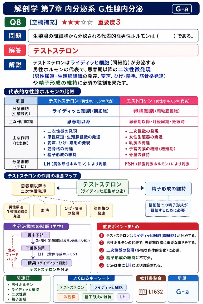 精巣の間細胞から分泌される代表的な男性ホルモンは( )である。 解説図