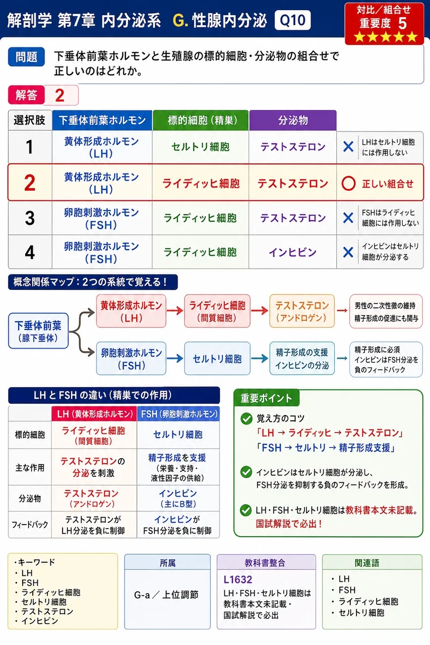 下垂体前葉ホルモンと精巣の標的細胞・分泌物の組合せで正しいのはどれか。 解説図