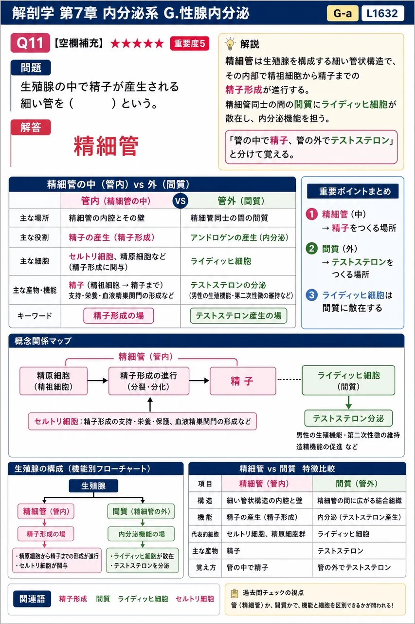 精巣の中で精子が産生される細い管を( )という。 解説図