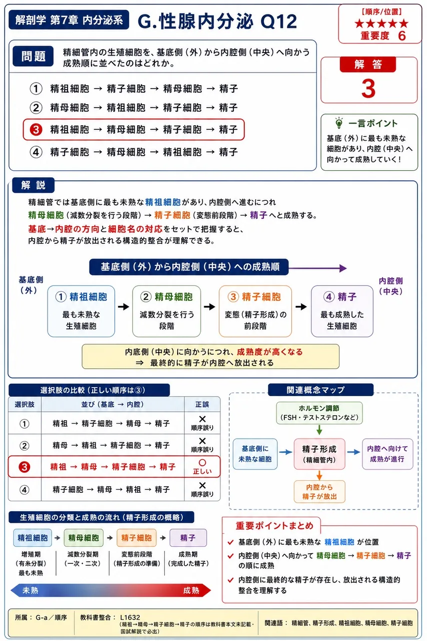 精細管内の生殖細胞を、基底側(外)から内腔側(中央)へ向かう成熟順に並べたのはどれか。 解説図