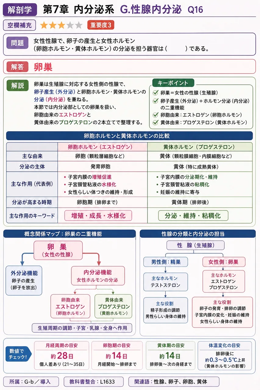 女性性腺で、卵子の産生と女性ホルモン(卵胞ホルモン・黄体ホルモン)の分泌を担う器官は( )である。 解説図