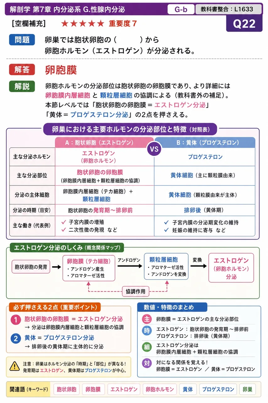 卵巣では胞状卵胞の( )から卵胞ホルモン(エストロゲン)が分泌される。 解説図