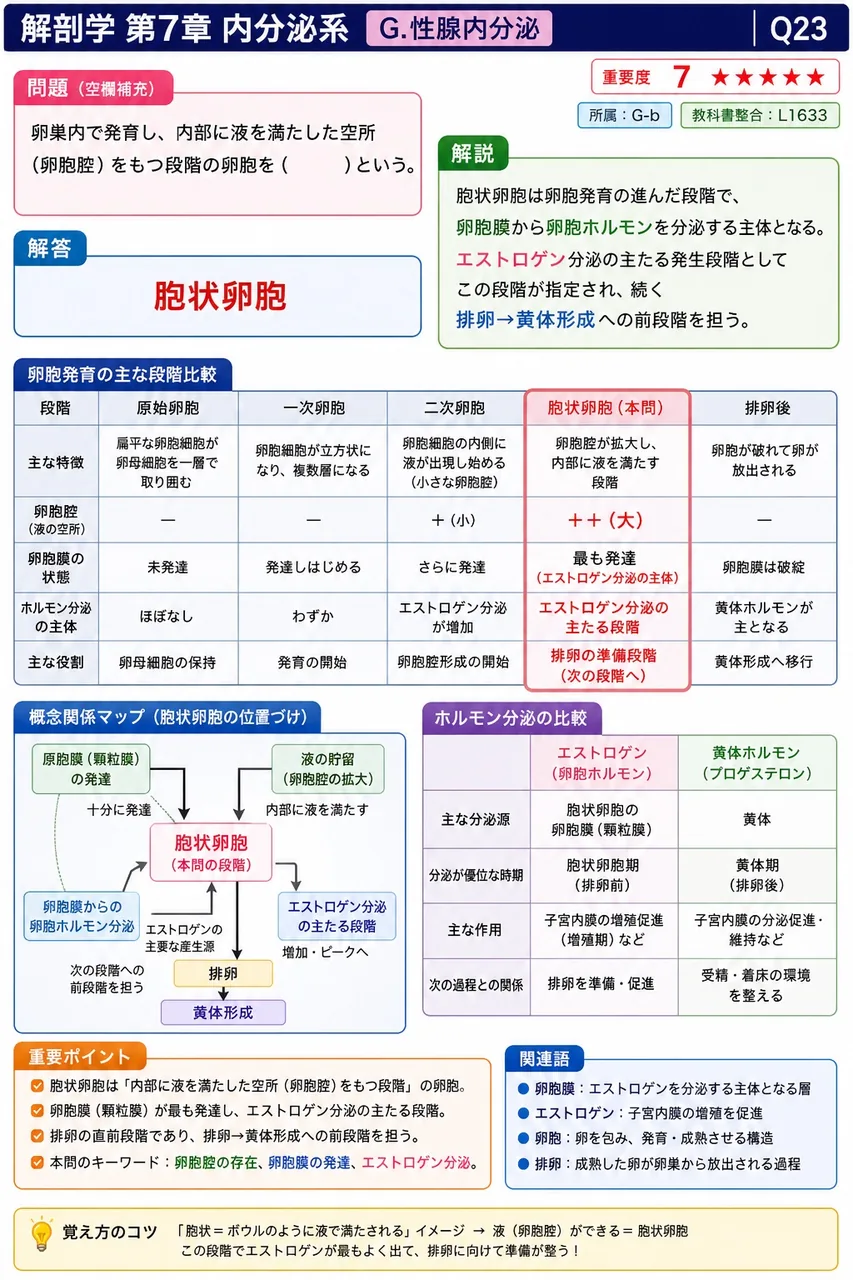 卵巣内で発育し、内部に液を満たした空所(卵胞腔)をもつ段階の卵胞を( )という。 解説図
