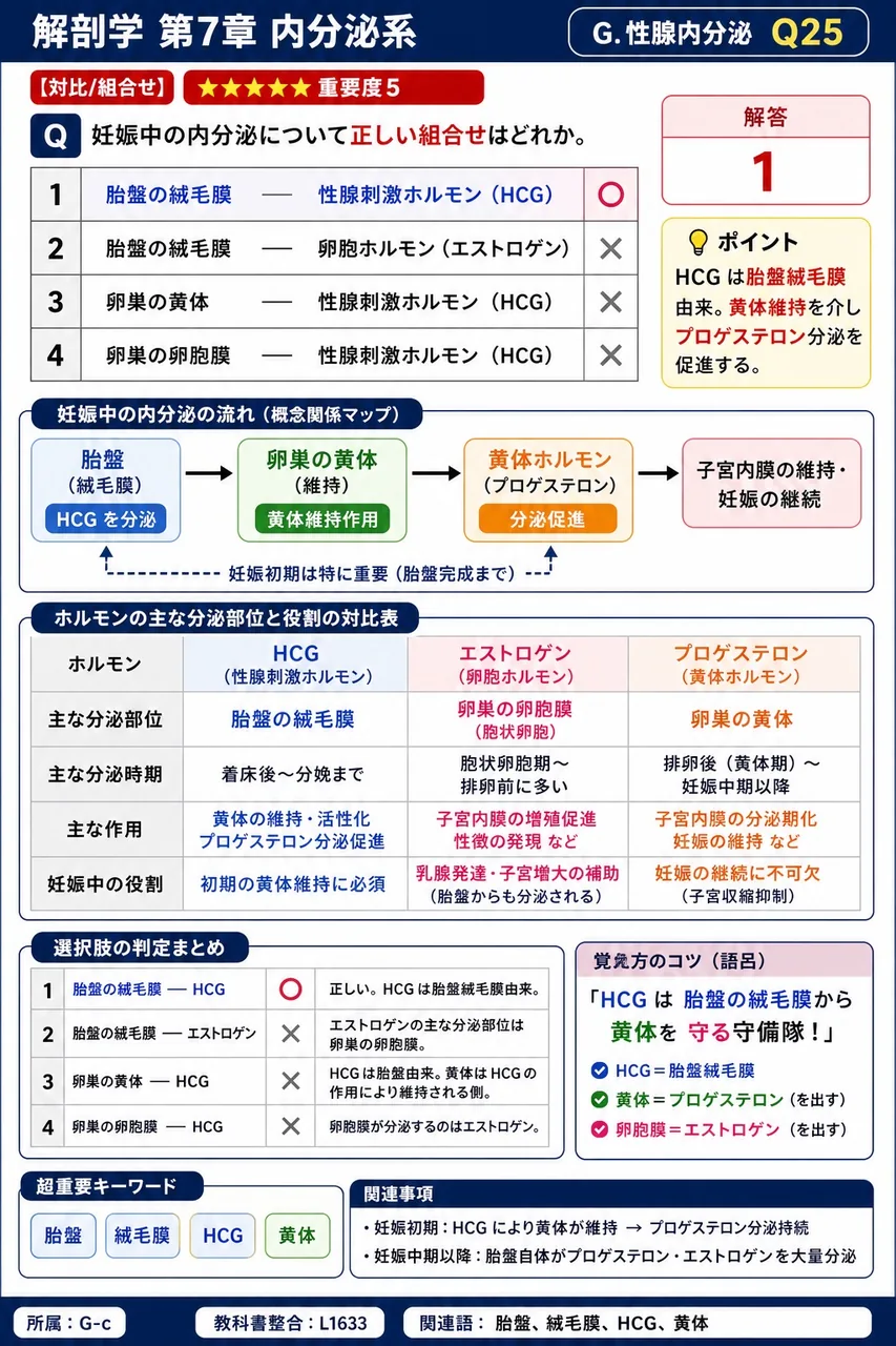 妊娠中の内分泌について正しい組合せはどれか。 解説図