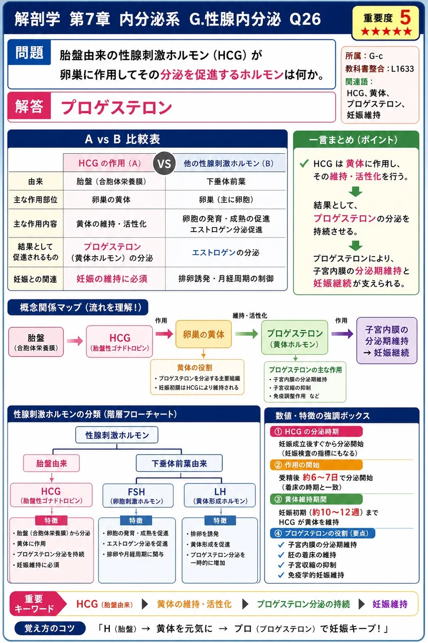 胎盤由来の性腺刺激ホルモン(HCG)が卵巣に作用してその分泌を促進するホルモンは何か。 解説図