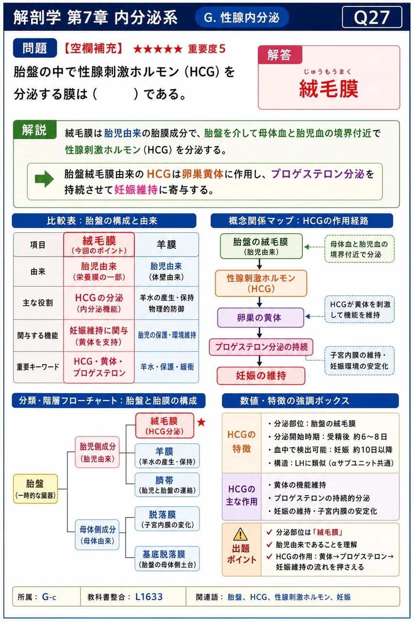 胎盤の中で性腺刺激ホルモン(HCG)を分泌する膜は( )である。 解説図