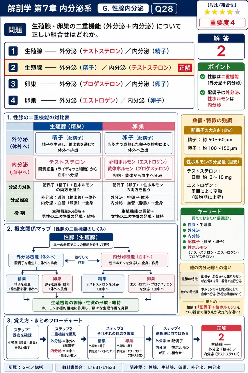 精巣・卵巣の二重機能(外分泌+内分泌)について正しい組合せはどれか。 解説図