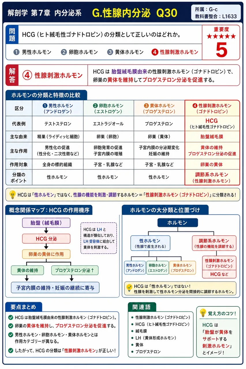 HCG(ヒト絨毛性ゴナドトロピン)の分類として正しいのはどれか。 解説図