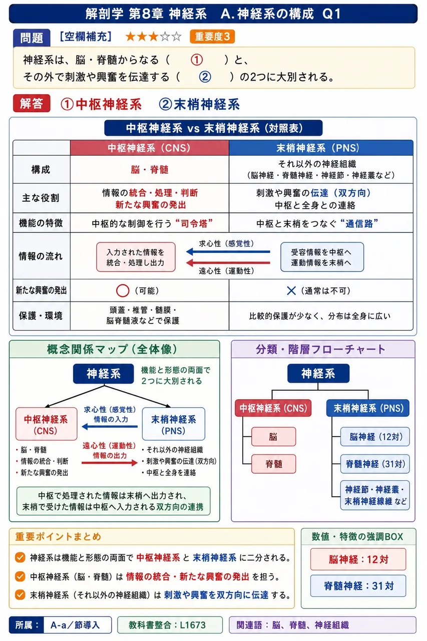 神経系は、脳・脊髄からなる( ① )と、その外で刺激や興奮を伝達する( ② )の2つに大別される。 解説図