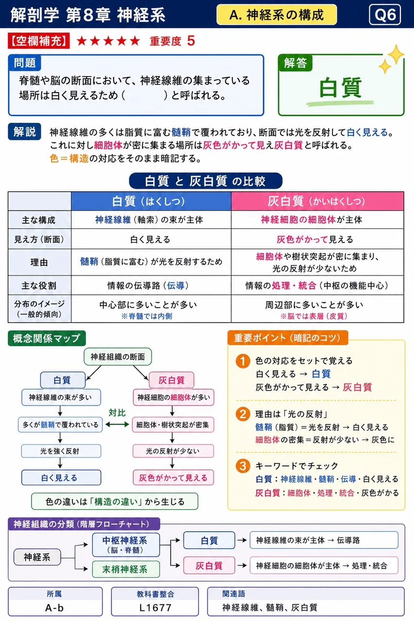脊髄や脳の断面において、神経線維の集まっている場所は白く見えるため( )と呼ばれる。 解説図