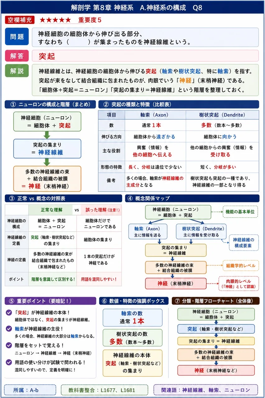 神経細胞の細胞体から伸び出る部分、すなわち( )が集まったものを神経線維という。 解説図