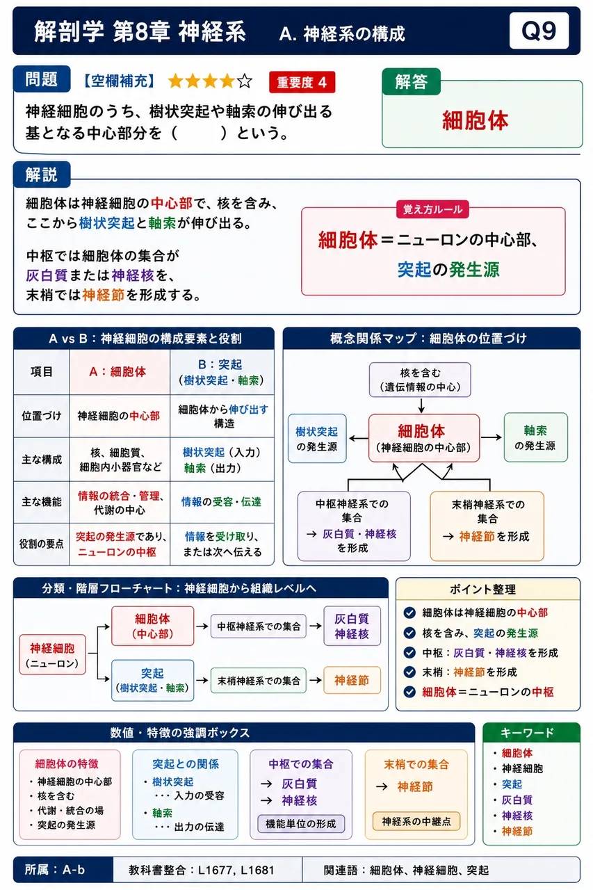 神経細胞のうち、樹状突起や軸索の伸び出る基となる中心部分を( )という。 解説図