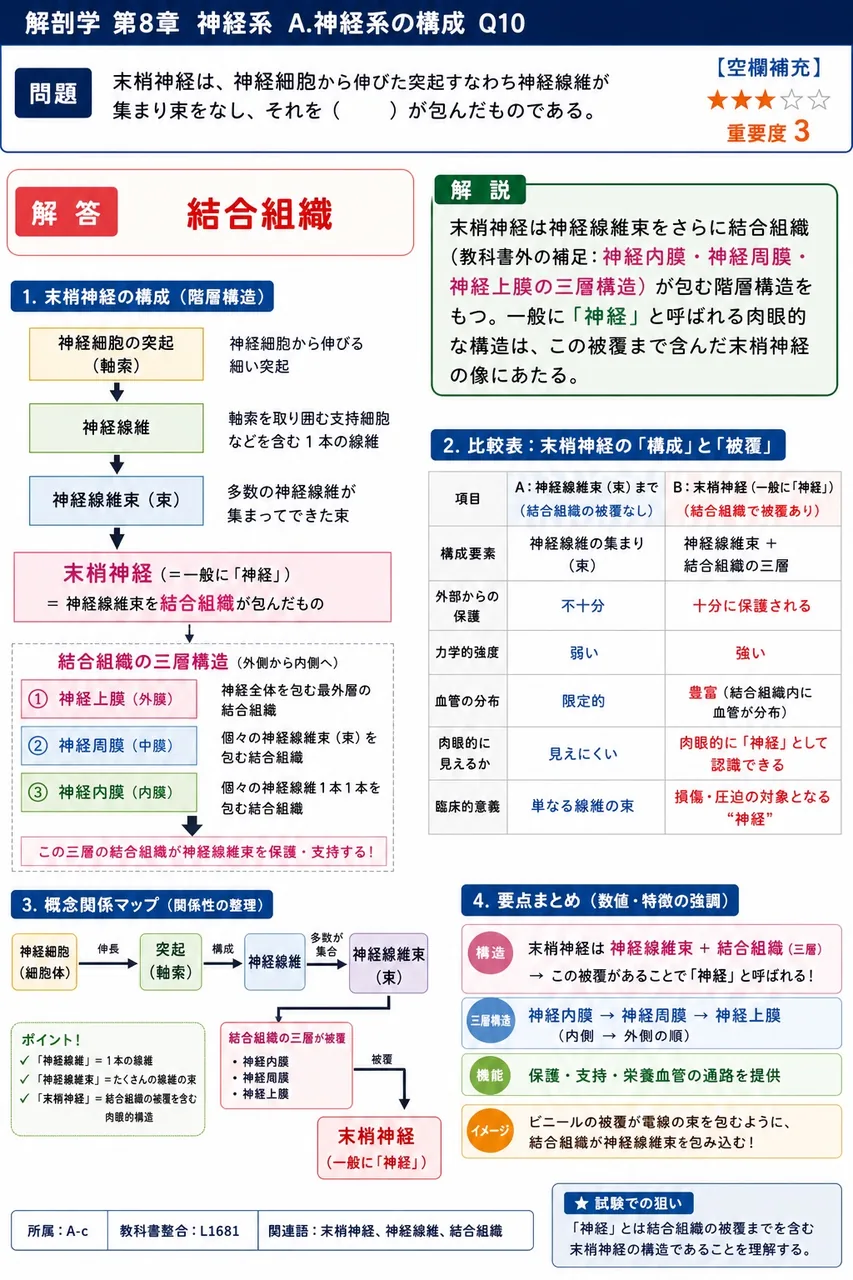 末梢神経は、神経細胞から伸びた突起すなわち神経線維が集まり束をなし、それを( )が包んだものである。 解説図