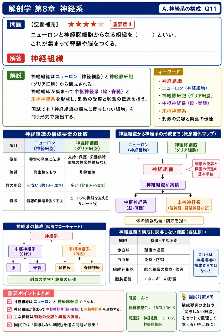 ニューロンと神経膠細胞からなる組織を( )といい、これが集まって脊髄や脳をつくる。 解説図