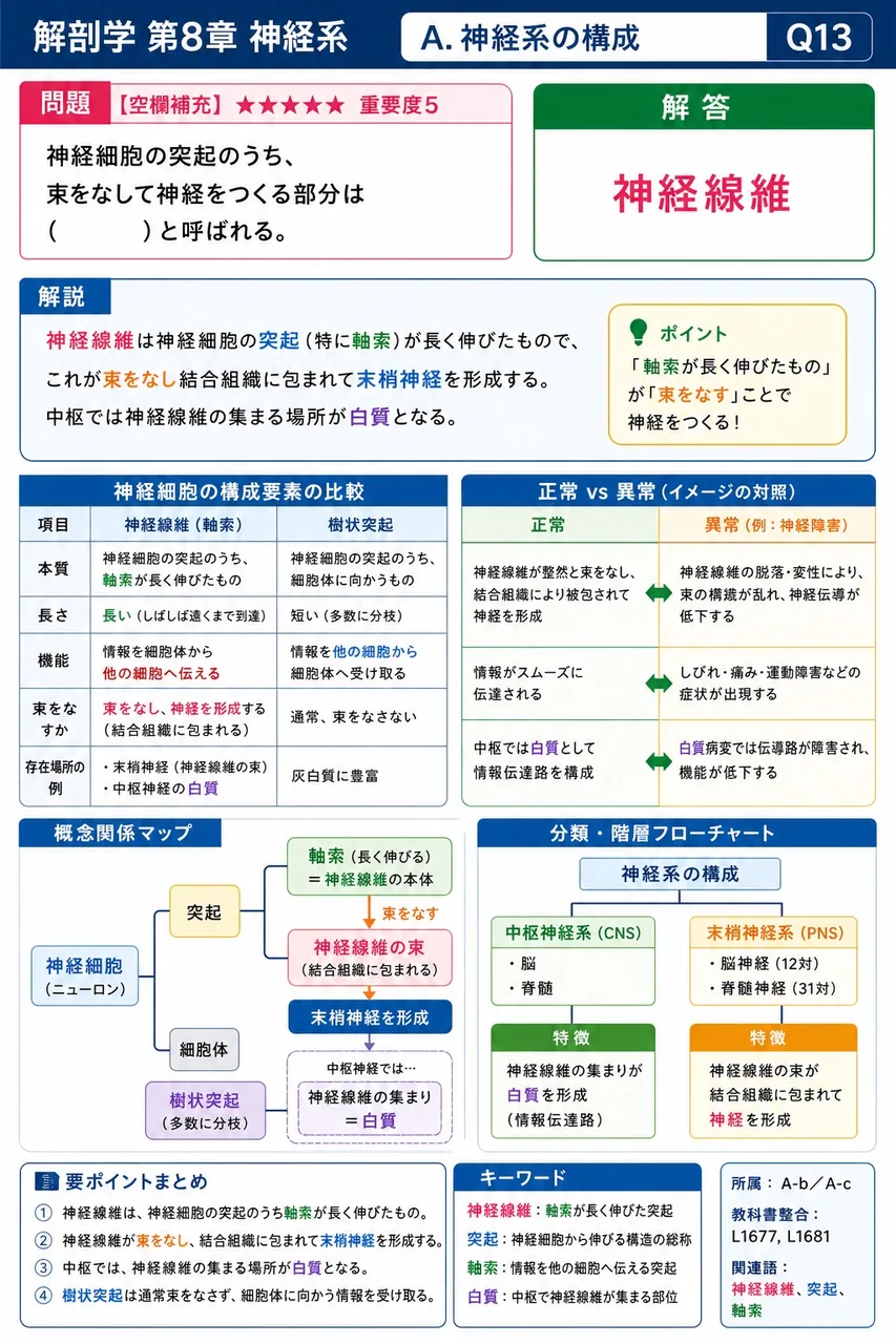 神経細胞の突起のうち、束をなして神経をつくる部分は（ ）と呼ばれる。 解説図