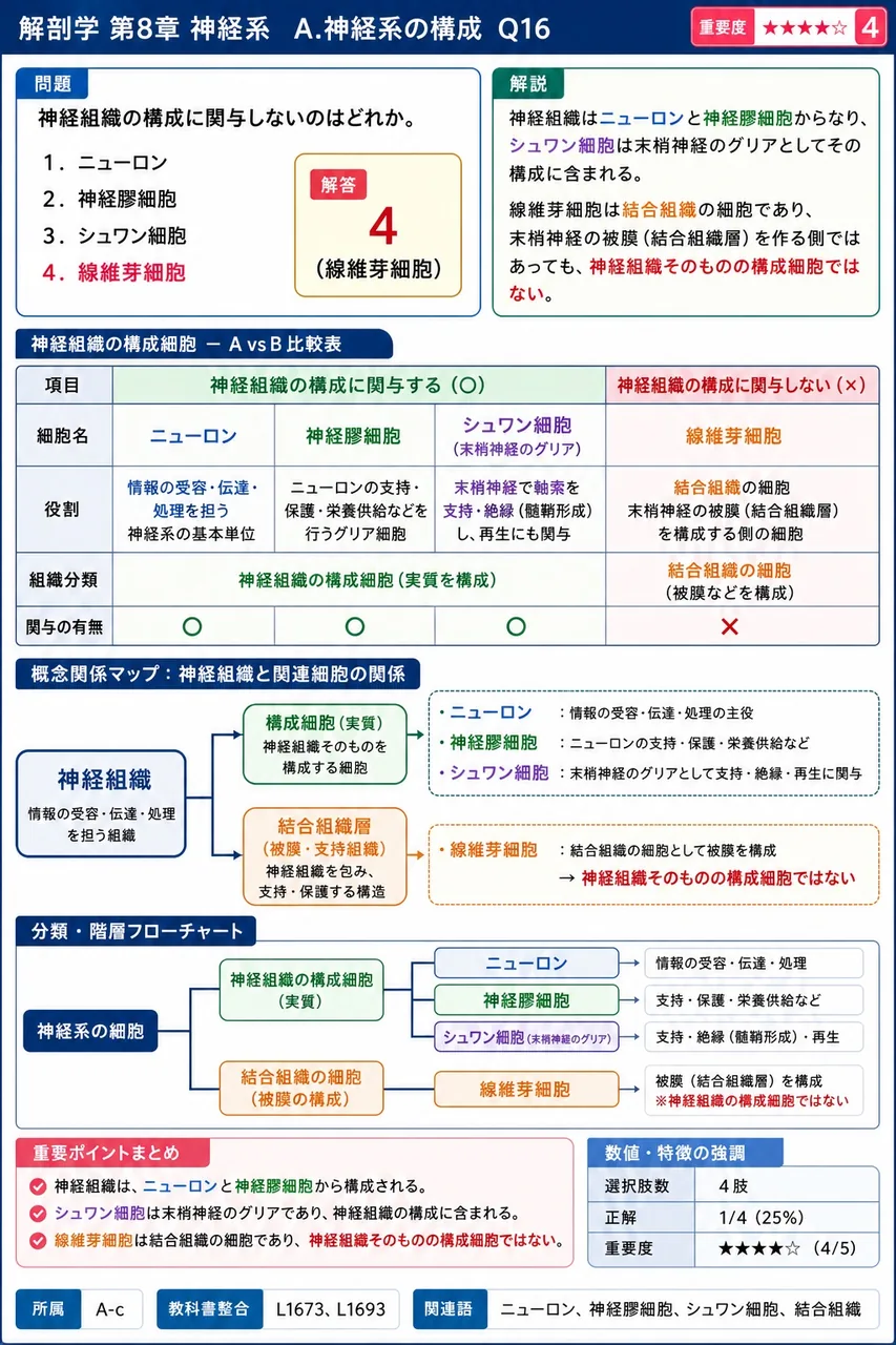 神経組織の構成に関与しないのはどれか。 解説図