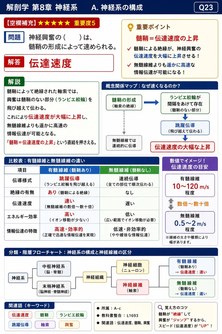 神経興奮の( )は、髄鞘の形成によって速められる。 解説図