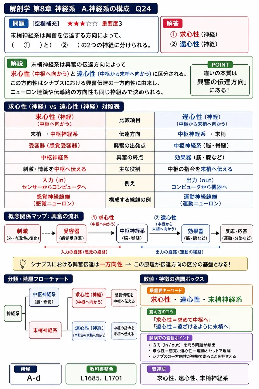 末梢神経系は興奮を伝達する方向によって、( ① )と( ② )の2つの神経に分けられる。 解説図