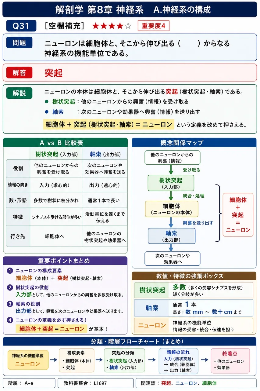 ニューロンは細胞体と、そこから伸び出る( )からなる神経系の機能単位である。 解説図