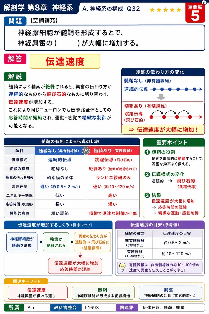 神経膠細胞が髄鞘を形成することで、神経興奮の( )が大幅に増加する。 解説図