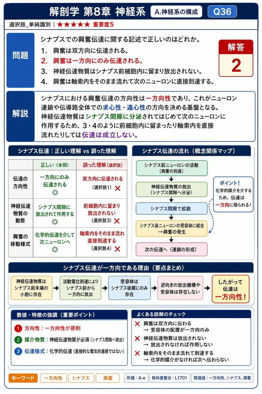 シナプスでの興奮伝達に関する記述で正しいのはどれか。 解説図